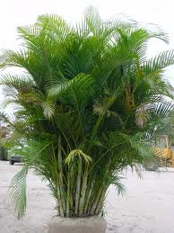 Areca Palm 12' [Dypsis Lutescens]